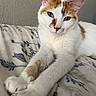 cat, orange_and_white_cat, pet, animal, feline, paws, stretching, blanket, floral_pattern, indoor, close_up, relaxed, cute, fur, whiskers, ears, green_eyes, resting, cozy, soft_texture