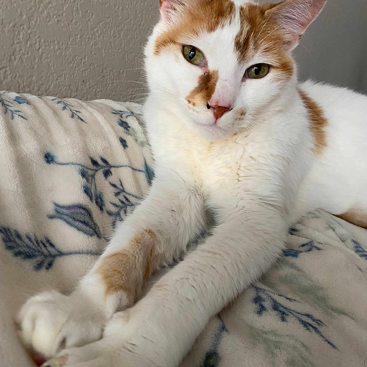 Marbles is registered to the contest to win money with this photo: cat, orange_and_white_cat, pet, animal, feline, paws, stretching, blanket, floral_pattern, indoor, close_up, relaxed, cute, fur, whiskers, ears, green_eyes, resting, cozy, soft_texture