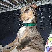 Nuby is registered to the contest to win money with this photo: accessories, animal, bed, bulldog, canine, couch, crib, den, dog, doghouse, furniture, greatdane, hound, husky, indoors, infantbed, kennel, pet, puppy, strap