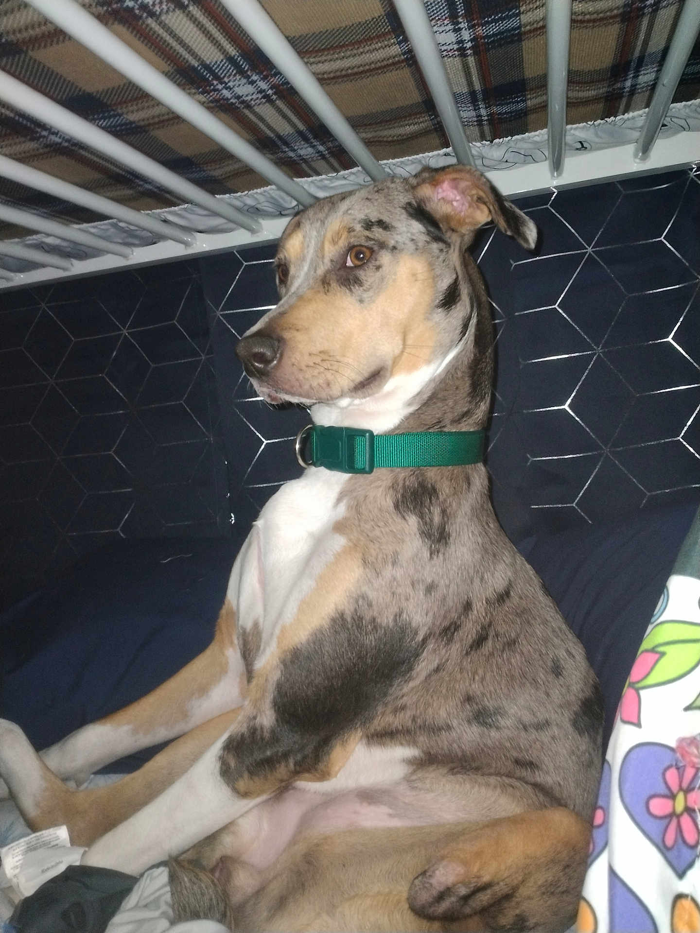 Nuby is registered to the contest to win money with this photo: accessories, animal, bed, bulldog, canine, couch, crib, den, dog, doghouse, furniture, greatdane, hound, husky, indoors, infantbed, kennel, pet, puppy, strap