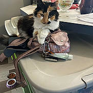 Rose joined the competition — help win amazing prizes! cat, calico_cat, pet, purse, kitchen_counter, keys, hand_sanitizer, food_bowls, floor, household_items, indoor, furniture, table, domestic, animal, fur, relaxed, sitting, whiskers, closeup