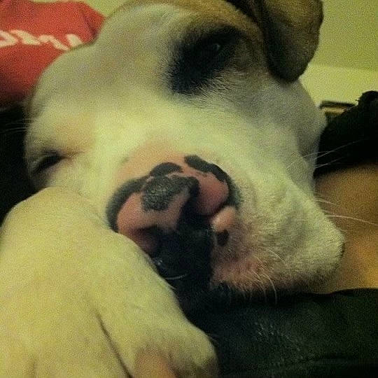 Bocepous joined the competition — help win amazing prizes! bored, canidae, carnivore, cloud, comfort, companion_dog, dog, dog_breed, fawn, fur, jaw, nap, paw, puppy_love, sky, snout, sporting_group, terrestrial_animal, whiskers, working_animal