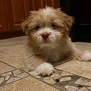 Brunson joined the competition — help win amazing prizes! puppy, dog, floor, tile, indoor, brown, white, fur, cute, pet, young, small, animal, lying, kitchen, cabinet, curious, adorable, soft, paw
