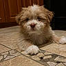puppy, dog, floor, tile, indoor, brown, white, fur, cute, pet, young, small, animal, lying, kitchen, cabinet, curious, adorable, soft, paw