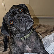 Ronnie joined the competition — help win amazing prizes! dog, brindle, pet, bed, blanket, indoor, curious, head_tilt, collar, animal, furry, canine, resting, cozy, portrait, domestic, mammal, cute, companion, brown