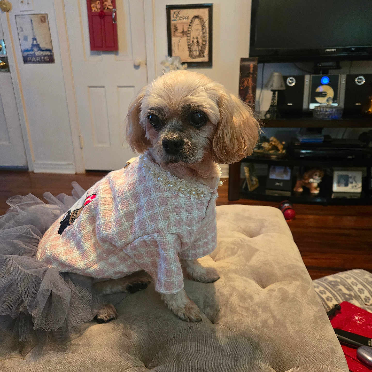 Snuggle Bear is registered to the contest to win money with this photo: clothing, cushion, cute, decor, dog, ears, eyes, fur, furniture, indoor, living_room, nose, outfit, pet, picture_frame, sitting, small_dog, television, tutu, wood_floor