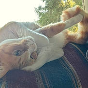 Bob joined the competition — help win amazing prizes! blanket, cat, closeup, cozy, face, feline, glasses, hair, indoor, natural_light, nose_ring, paw, person, pet, playful, purple_hair, relaxed, smile, striped_blanket, window