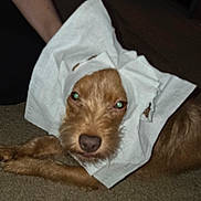 Teddy joined the competition — help win amazing prizes! animal, brown_fur, carpet, close_up, cute, dog, domestic_animal, ears, flash_reflection, four_legs, fur, human_arm, indoor, lying_down, muzzle, paper_towel, pet, resting, snout, tissue