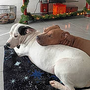 Ez And Seline is registered to the contest to win money with this photo: dog, white_dog, brown_dog, blanket, floor, indoor, furniture, garland, lights, decor, snuggling, resting, pets, cozy, tile_floor, holiday, relaxing, companion, two_dogs, animal