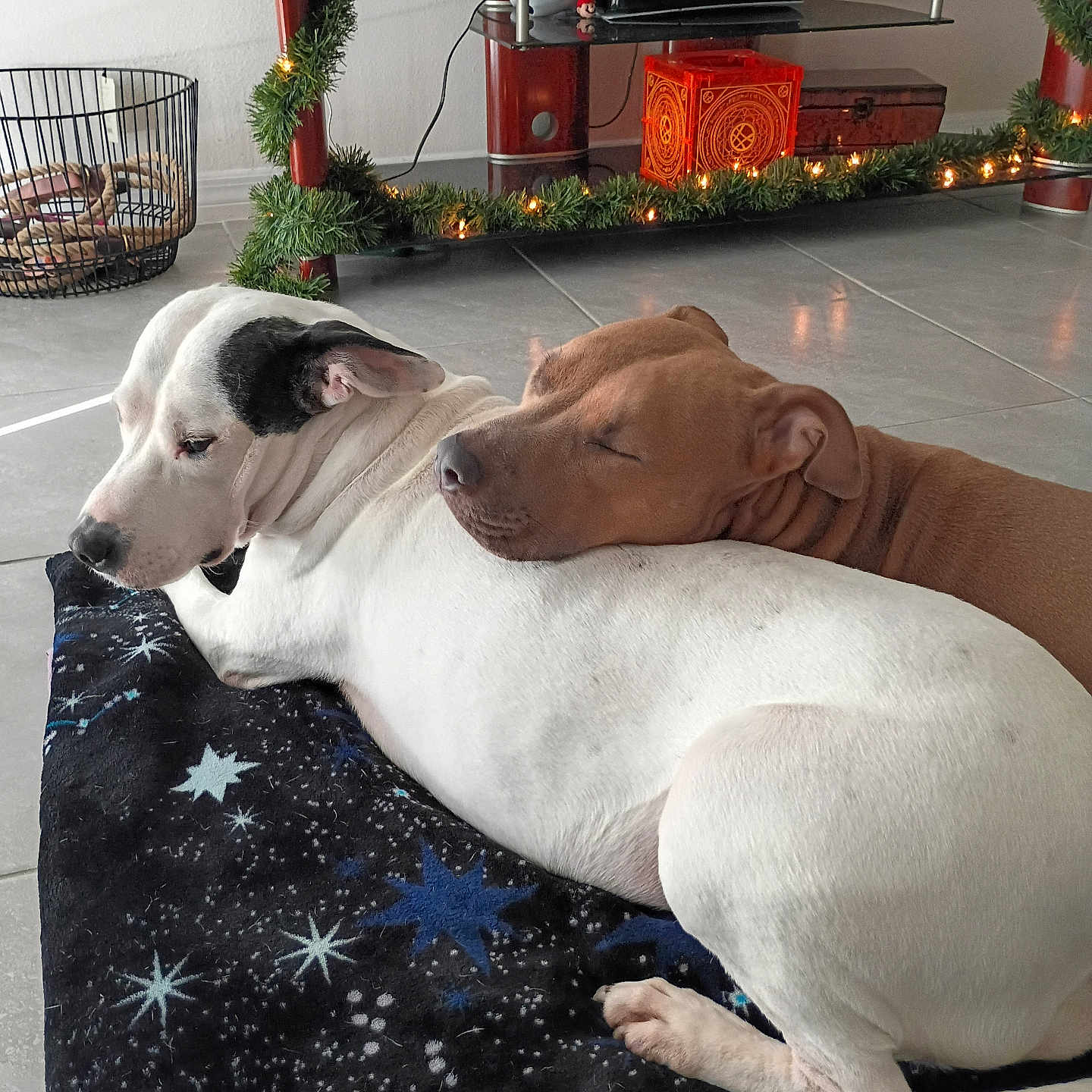 Ez And Seline is registered to the contest to win money with this photo: dog, white_dog, brown_dog, blanket, floor, indoor, furniture, garland, lights, decor, snuggling, resting, pets, cozy, tile_floor, holiday, relaxing, companion, two_dogs, animal