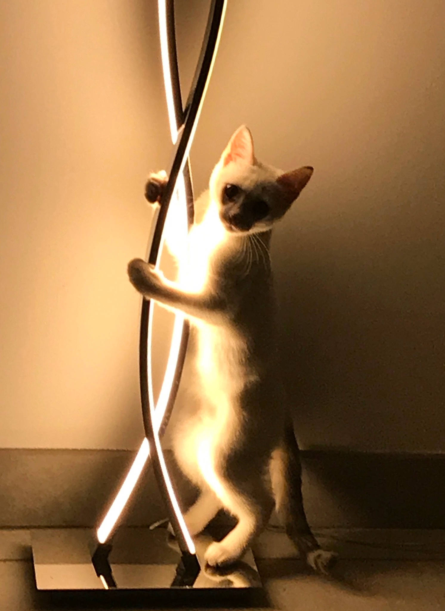 Olye participe au concours pour gagner de l'argent avec cette photo : art, carnivore, cat, darkness, elbow, fawn, felidae, flooring, fur, light, metal, room, shadow, small_to_medium_sized_cats, snout, still_life_photography, tail, visual_arts, whiskers, wood