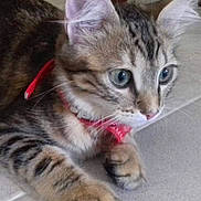 Laurence Lopez a rejoint le concours — aidez-le/la à gagner de superbes lots ! alert, animal, cat, close_up, collar, curious, cute, domestic, ears, feline, floor, indoor, kitten, paws, pet, playful, striped, tabby, whiskers, young