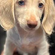 Boone is registered to the contest to win money with this photo: puppy, dog, animal, close_up, blue_eyes, soft_fur, pet, cute, young, sitting, indoor, hand, table, portrait, mammal, adorable, domestic_animal, expression, fur, whiskers