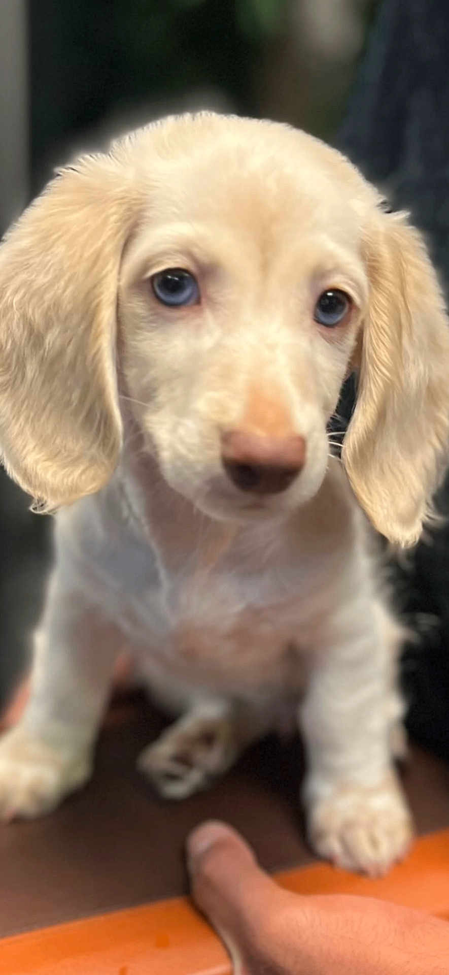 Boone is registered to the contest to win money with this photo: puppy, dog, animal, close_up, blue_eyes, soft_fur, pet, cute, young, sitting, indoor, hand, table, portrait, mammal, adorable, domestic_animal, expression, fur, whiskers