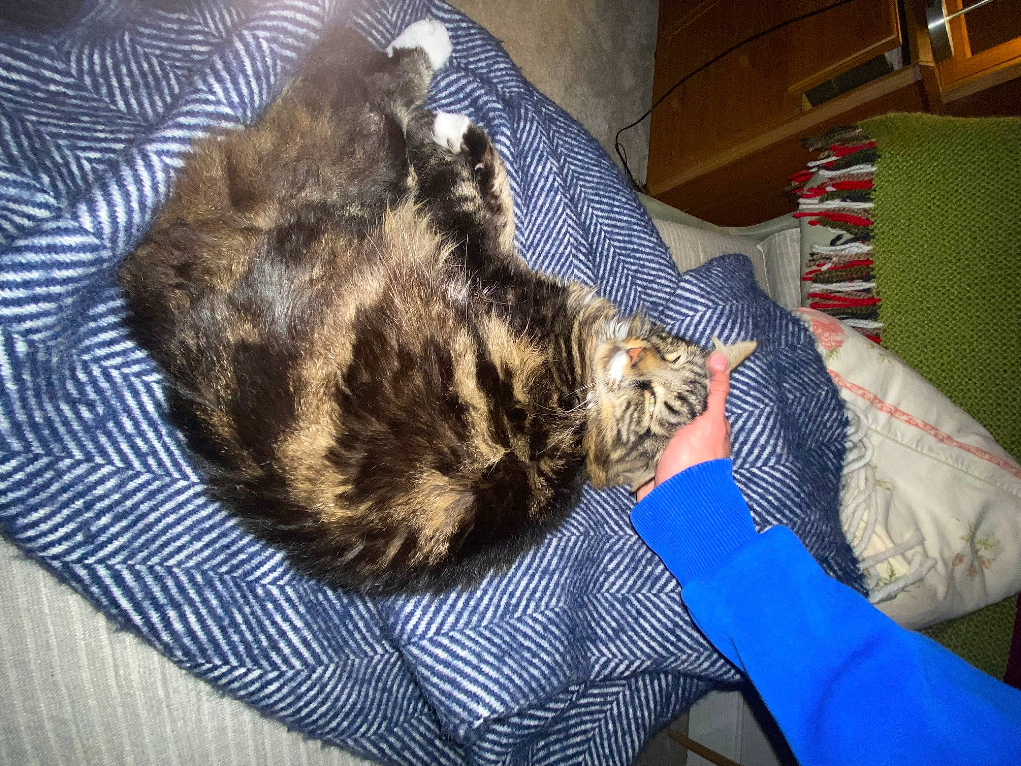 Winston joined the competition — help win amazing prizes! canidae, carnivore, cat, claw, comfort, dog_breed, domestic_short_haired_cat, felidae, fur, nap, sleep, small_to_medium_sized_cats, snout, sporting_group, tail, terrestrial_animal, whiskers