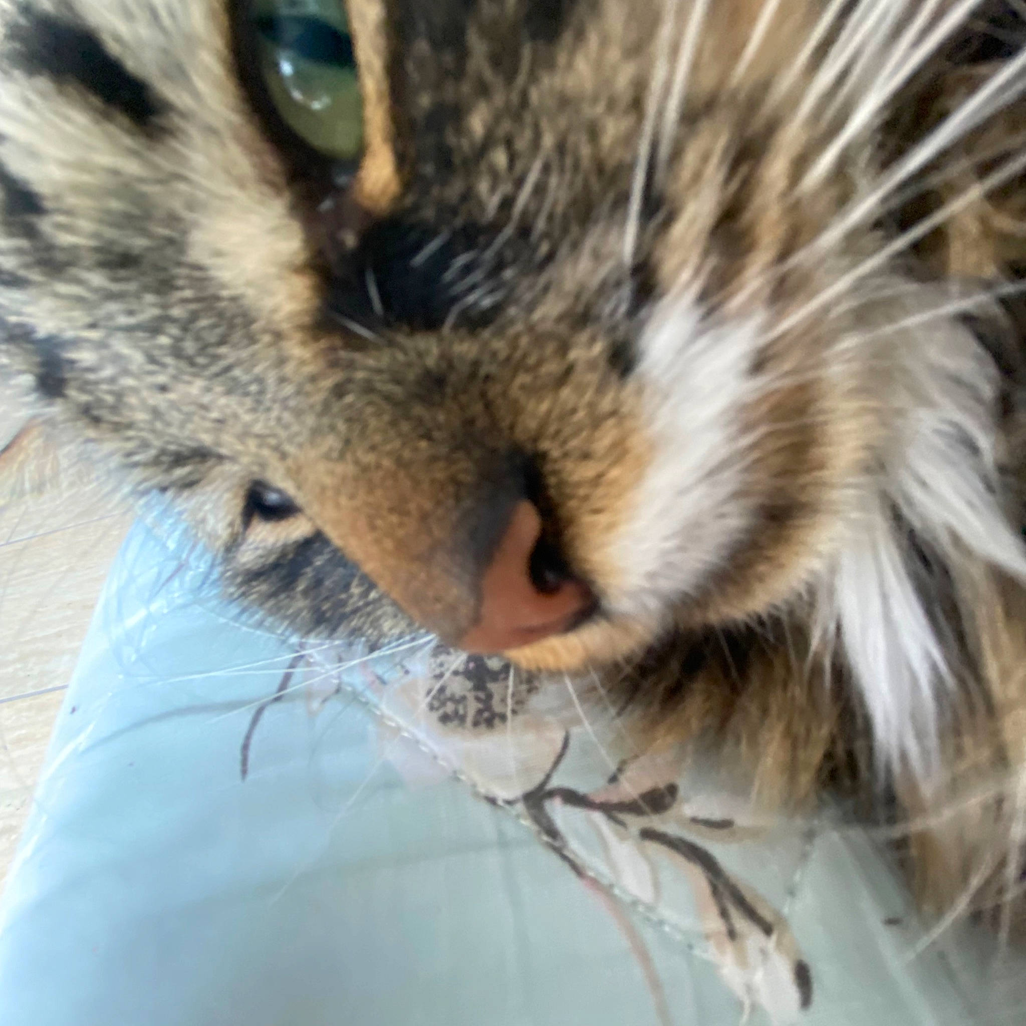 Winston joined the competition — help win amazing prizes! carnivore, cat, claw, domestic_short_haired_cat, eye, felidae, fur, head, iris, macro_photography, nap, paw, sleep, small_to_medium_sized_cats, snout, terrestrial_animal, whiskers, wildlife