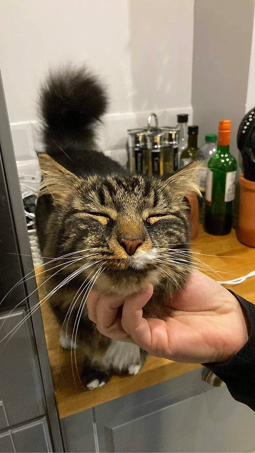 Winston is registered to the contest to win money with this photo: bottle, carnivore, cat, claw, domestic_short_haired_cat, felidae, fur, major_appliance, nail, paw, small_to_medium_sized_cats, snout, tail, tap, terrestrial_animal, whiskers