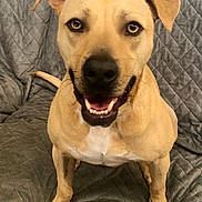 Lonnie joined the competition — help win amazing prizes! dog, pet, canine, smiling, tan, indoor, couch, quilted, fur, ears, face, eyes, nose, mouth, teeth, paw, tail, sitting, domestic_animal, friendly