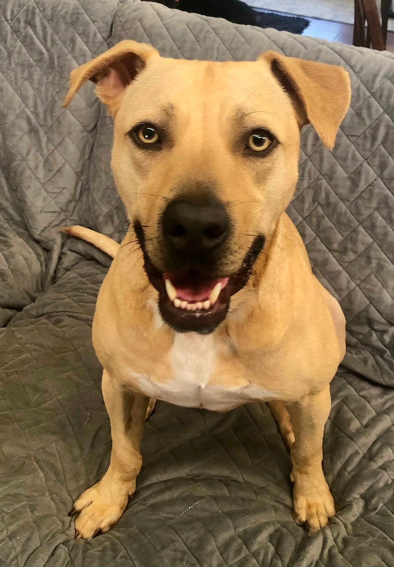 Lonnie joined the competition — help win amazing prizes! dog, pet, canine, smiling, tan, indoor, couch, quilted, fur, ears, face, eyes, nose, mouth, teeth, paw, tail, sitting, domestic_animal, friendly