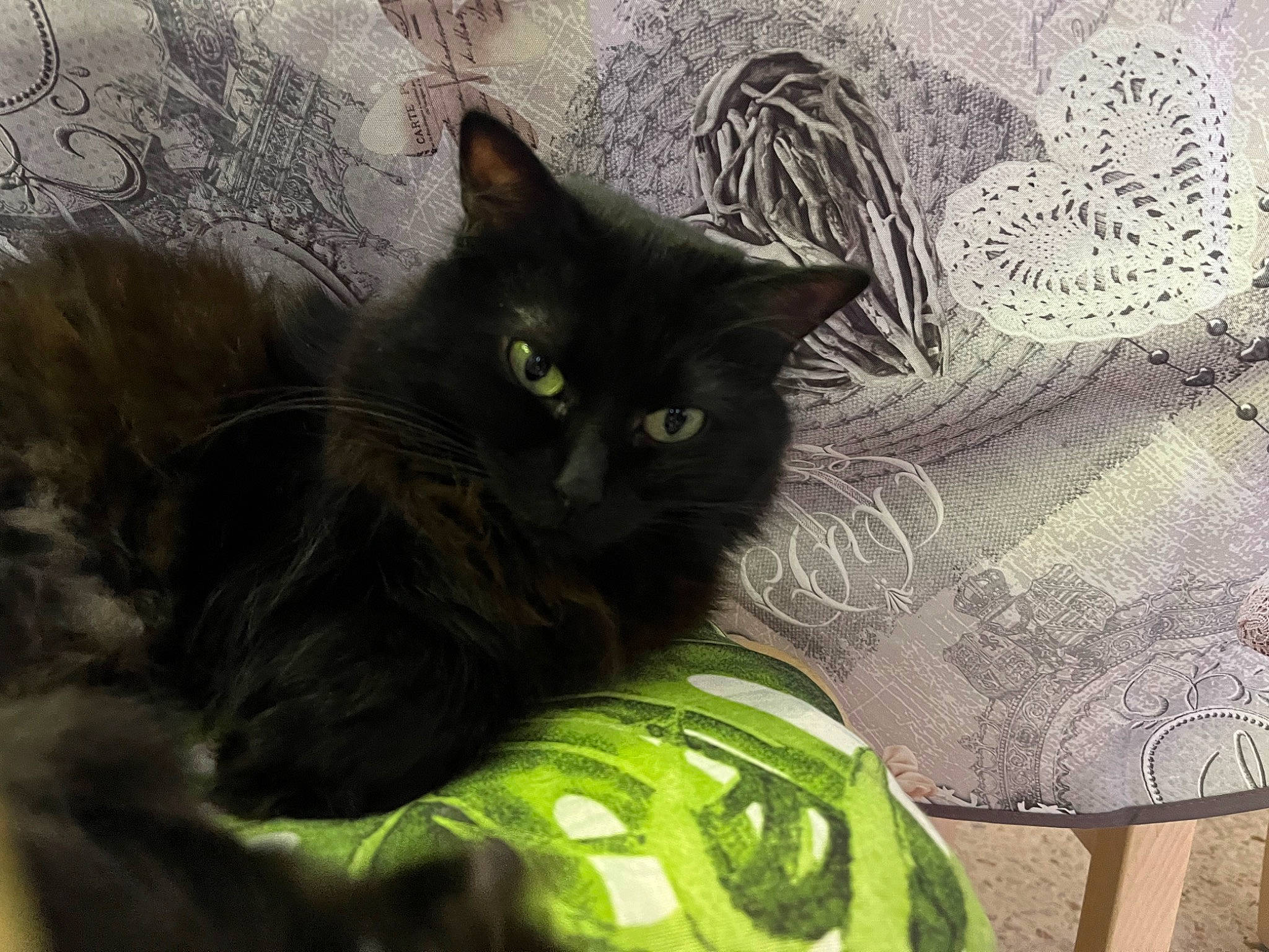 Baguera a rejoint le concours — aidez-le/la à gagner de superbes lots ! black_cat, carnivore, cat, claw, comfort, couch, domestic_short_haired_cat, felidae, fur, grey, home_accessories, linens, pattern, pillow, plant, small_to_medium_sized_cats, snout, tail, visual_arts, whiskers