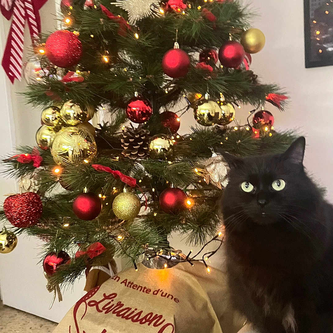 Baguera a rejoint le concours — aidez-le/la à gagner de superbes lots ! accessories, animal, blackcat, cat, christmas, christmasdecorations, christmastree, christmastreeornaments, conifer, festival, fir, kitten, lighting, manx, ornament, person, pet, plant, pottedplant, tree