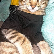 Elio joined the competition — help win amazing prizes! cat, tabby, feline, pet, animal, shirt, clothing, paws, whiskers, fur, relaxed, sleepy, indoors, blanket, texture, closeup, cute, domestic, cozy, resting