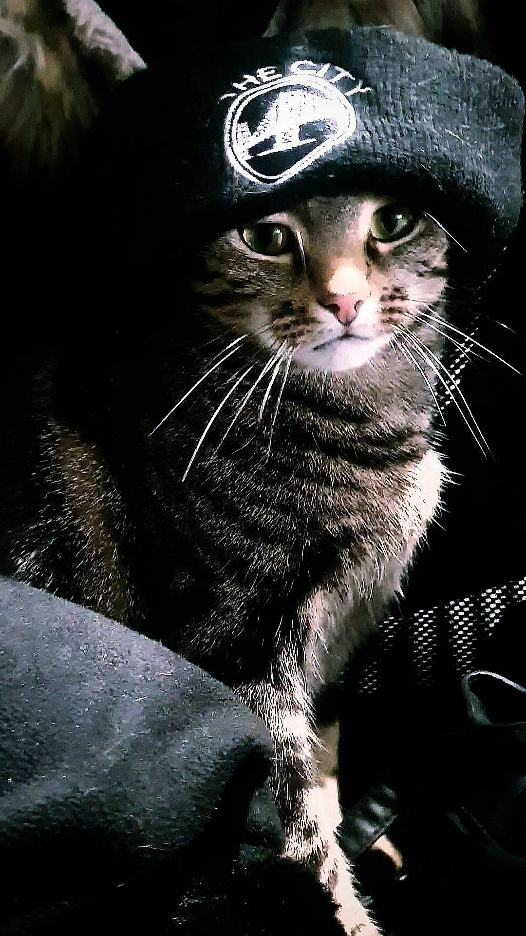 Kalypso participe au concours pour gagner de l'argent avec cette photo : black_cat, bombay, carnivore, cat, darkness, domestic_short_haired_cat, fang, felidae, flash_photography, fur, light, monochrome, monochrome_photography, paw, small_to_medium_sized_cats, snout, terrestrial_animal, whiskers