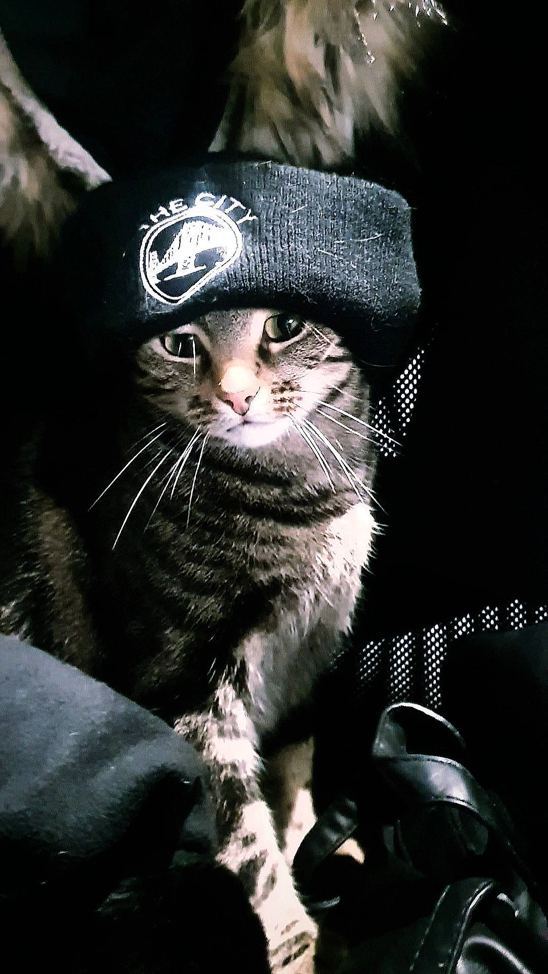 Kalypso a rejoint le concours — aidez-le/la à gagner de superbes lots ! black_cat, cap, carnivore, cat, claw, darkness, domestic_short_haired_cat, ear, fashion_accessory, felidae, flash_photography, fur, gesture, hat, human_body, monochrome_photography, sleeve, small_to_medium_sized_cats, snout, whiskers