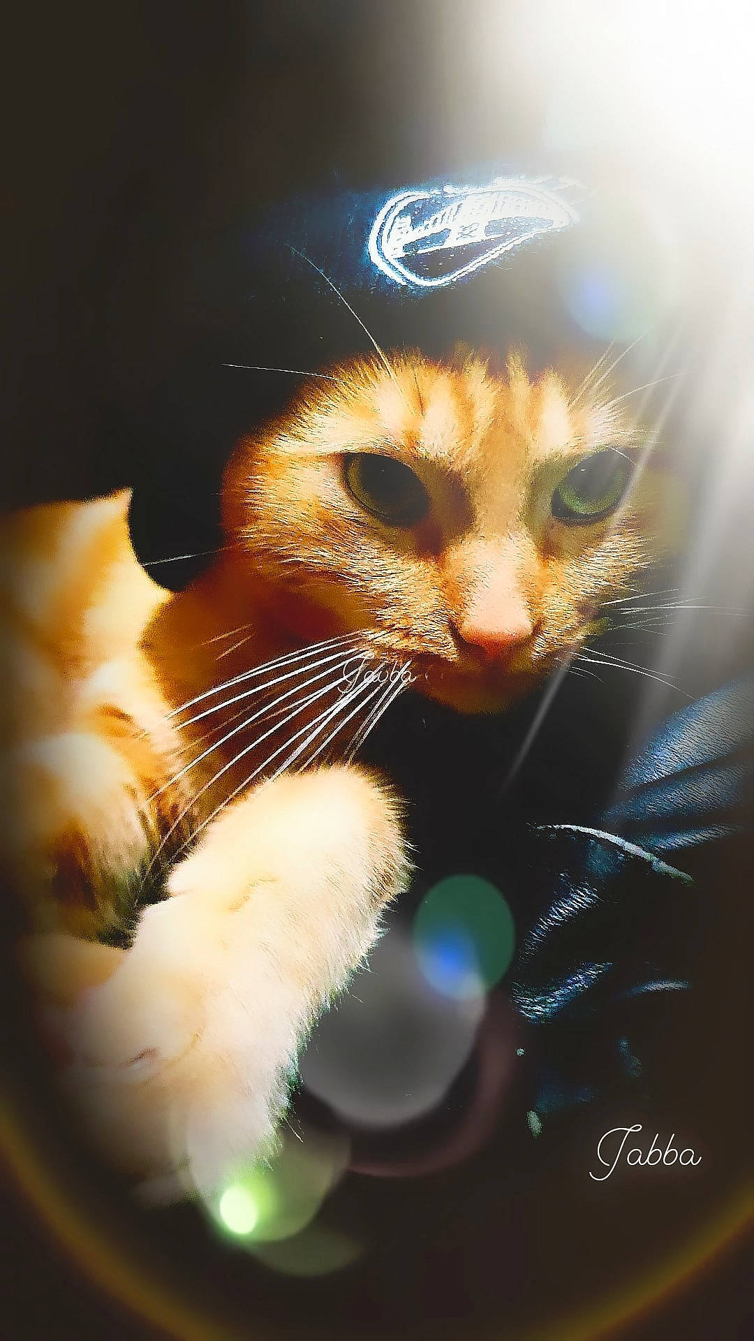 Jabba a rejoint le concours — aidez-le/la à gagner de superbes lots ! carnivore, cat, claw, darkness, domestic_short_haired_cat, electric_blue, felidae, fur, gesture, grass, holiday, paw, photo_caption, small_to_medium_sized_cats, snout, tail, whiskers