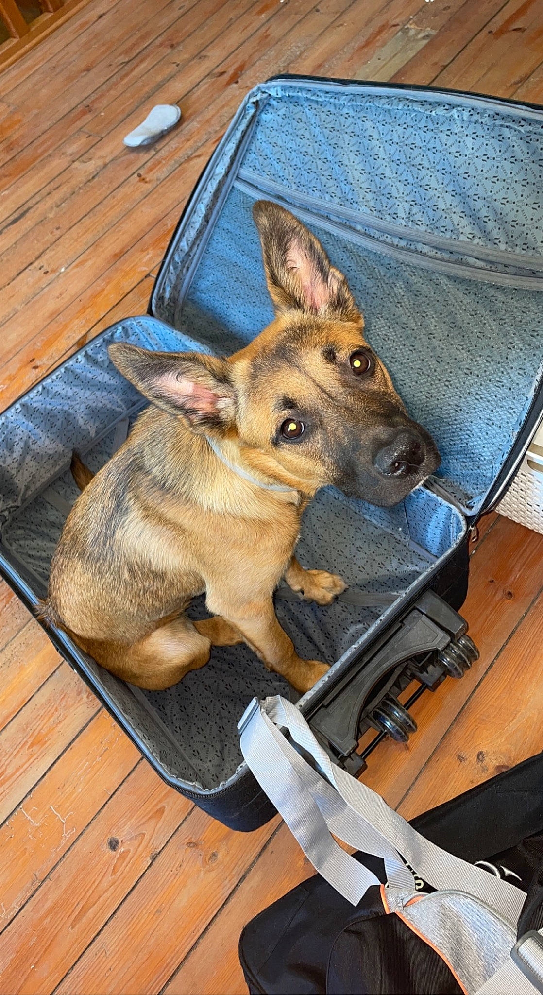 Louve a rejoint le concours — aidez-le/la à gagner de superbes lots ! canidae, chair, dog_breed, fawn, fur, hardwood, kangaroo, livestock, macropodidae, marsupial, rabbits_and_hares, snout, terrestrial_animal, varnish, wallaby, wildlife, wood, wood_stain, working_animal