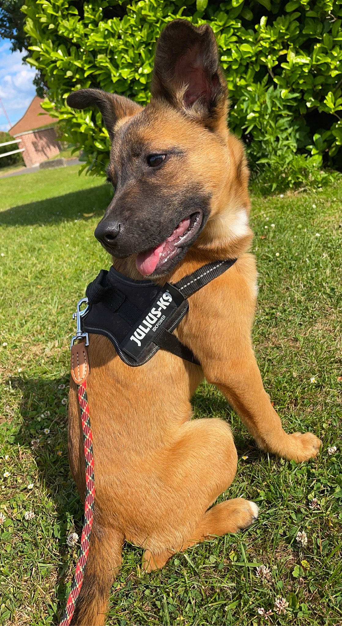 Louve participe au concours pour gagner de l'argent avec cette photo : carnivore, collar, companion_dog, dog, dog_breed, dog_collar, dog_supply, fawn, grass, guard_dog, hunting_dog, pet_supply, plant, sky, snout, tree, whiskers, window, working_animal, working_dog