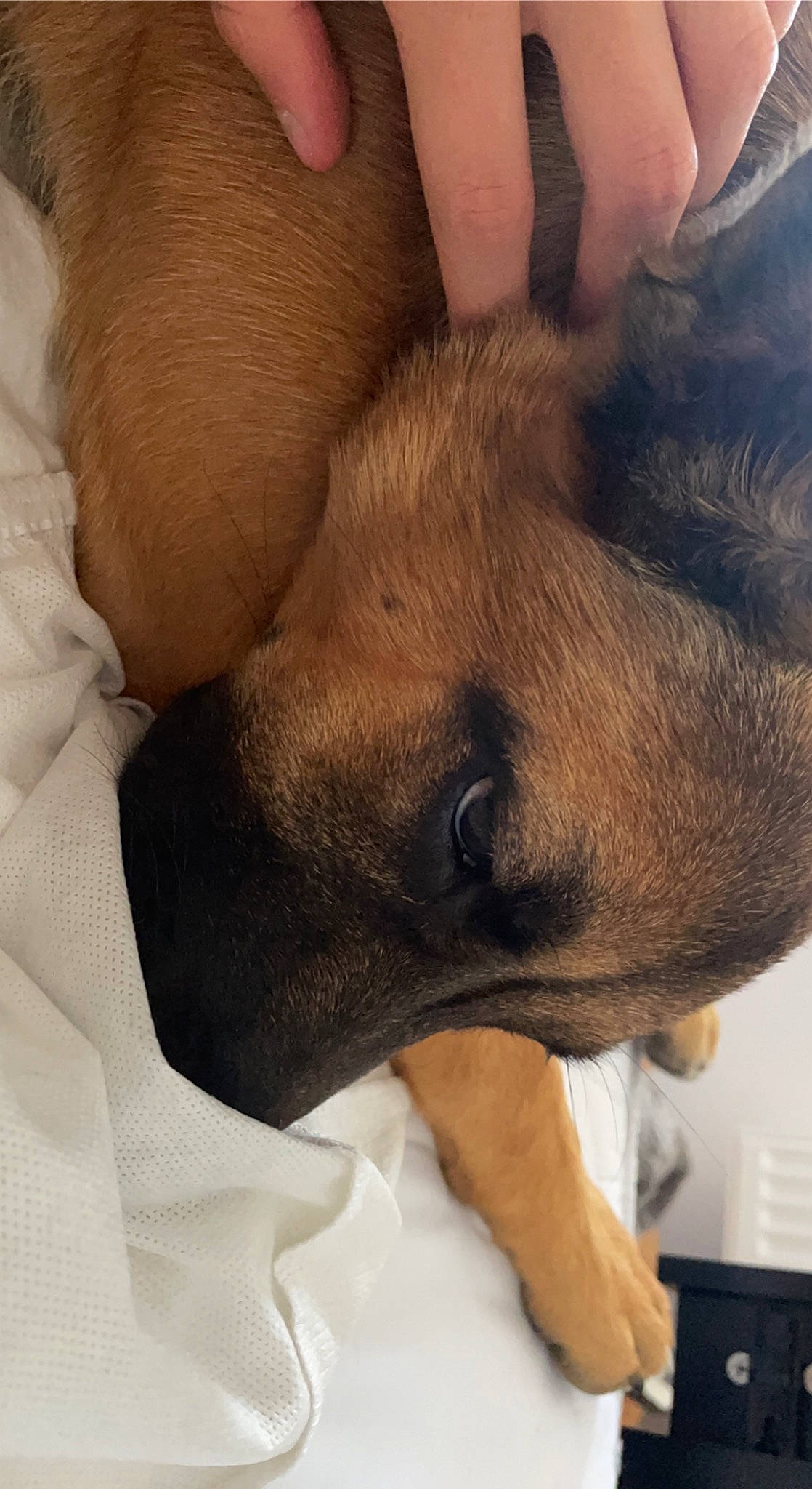 Louve participe au concours pour gagner de l'argent avec cette photo : canidae, carnivore, comfort, companion_dog, dog, dog_breed, ear, fawn, foot, fur, gesture, human_leg, liver, nap, paw, snout, sporting_group, whiskers, working_animal, wrist