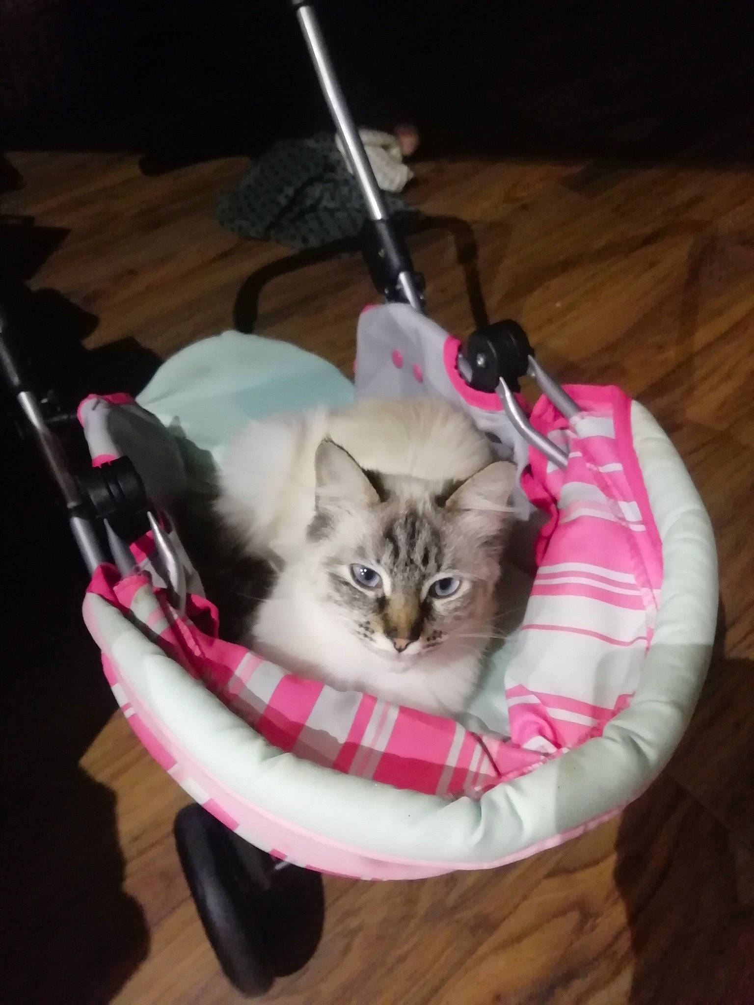 Nounou participe au concours pour gagner de l'argent avec cette photo : basket, canidae, carnivore, cat, cat_bed, cat_supply, comfort, fang, fashion_accessory, fawn, felidae, fur, musical_instrument, small_to_medium_sized_cats, whiskers