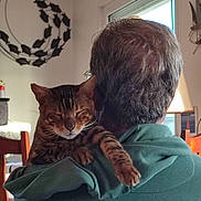 Tigrou participe au concours pour gagner de l'argent avec cette photo : cat, tabby_cat, person, green_hoodie, back_view, indoor, window, natural_light, wall_decor, chair, relaxation, pet, comfort, feline, animal, home, cozy, resting, shoulder, domestic