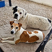 Bull Lena a rejoint le concours — aidez-le/la à gagner de superbes lots ! animal, brown_and_white_dog, canine, companion, cute, dog, domestic_animal, ears, fur, gravel, looking_at_camera, nature, outdoor, pet, relaxing, resting, tail, towel, two_dogs, white_and_black_dog