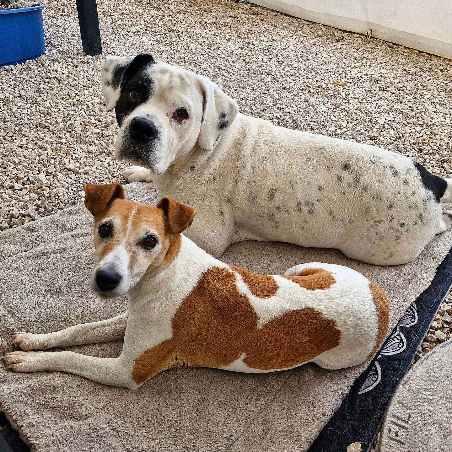 Bull Lena a rejoint le concours — aidez-le/la à gagner de superbes lots ! animal, brown_and_white_dog, canine, companion, cute, dog, domestic_animal, ears, fur, gravel, looking_at_camera, nature, outdoor, pet, relaxing, resting, tail, towel, two_dogs, white_and_black_dog