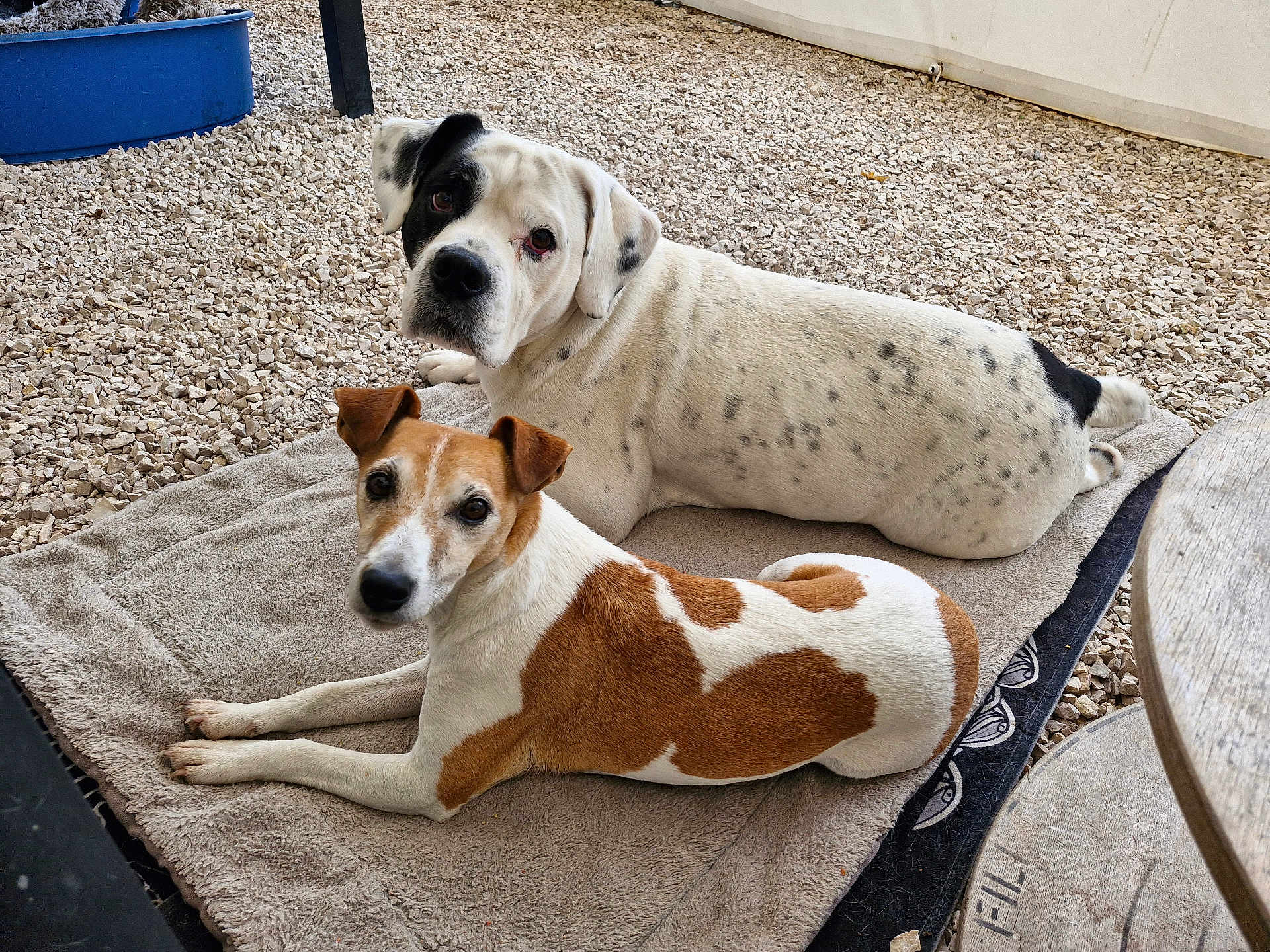 Bull Lena a rejoint le concours — aidez-le/la à gagner de superbes lots ! animal, brown_and_white_dog, canine, companion, cute, dog, domestic_animal, ears, fur, gravel, looking_at_camera, nature, outdoor, pet, relaxing, resting, tail, towel, two_dogs, white_and_black_dog