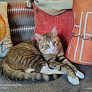 Ryder joined the competition — help win amazing prizes! animal, autumn, cat, comfort, couch, cozy, cute, decor, feline, fur, home, indoor, living_room, pet, pillow, relaxed, resting, striped, tabby, whiskers
