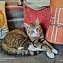 animal, autumn, cat, comfort, couch, cozy, cute, decor, feline, fur, home, indoor, living_room, pet, pillow, relaxed, resting, striped, tabby, whiskers