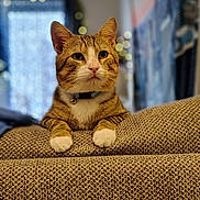 Ryder joined the competition — help win amazing prizes! cat, tabby, pet, feline, indoor, couch, paws, collar, bell, fur, whiskers, ears, closeup, portrait, bokeh, lights, home, cozy, relaxed, texture
