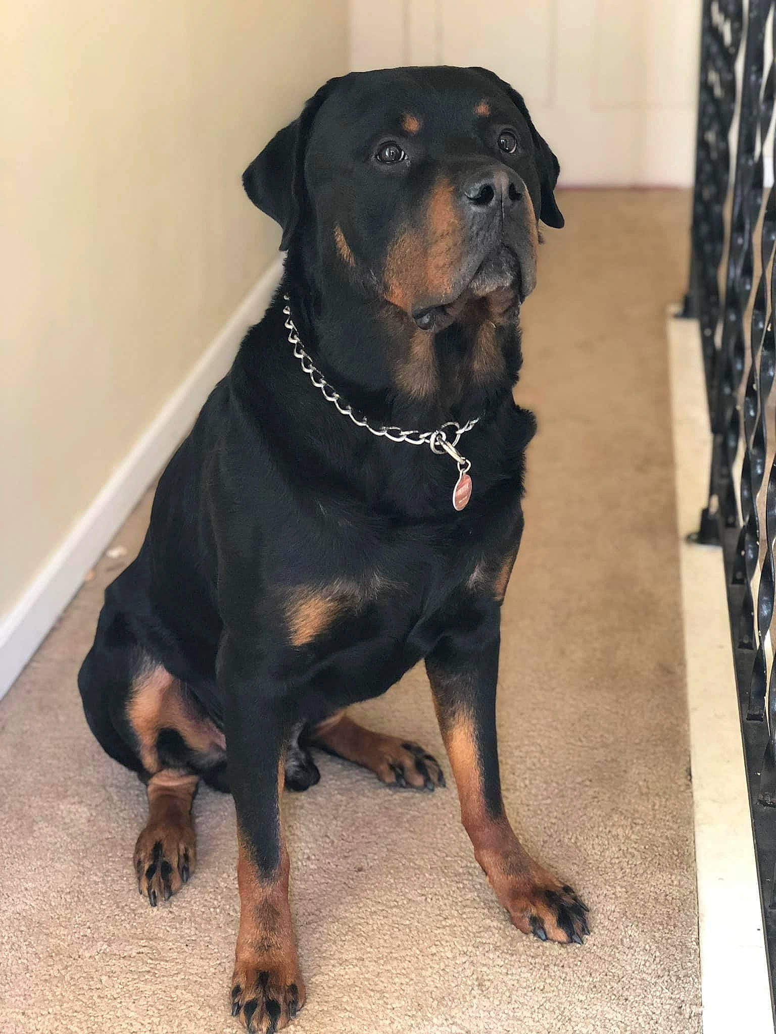 Dexter is registered to the contest to win money with this photo: borador, canidae, carnivore, collar, companion_dog, dog, dog_breed, dog_collar, fawn, fur, guard_dog, liver, pet_supply, rottweiler, snout, sporting_group, terrestrial_animal, whiskers, working_animal, working_dog