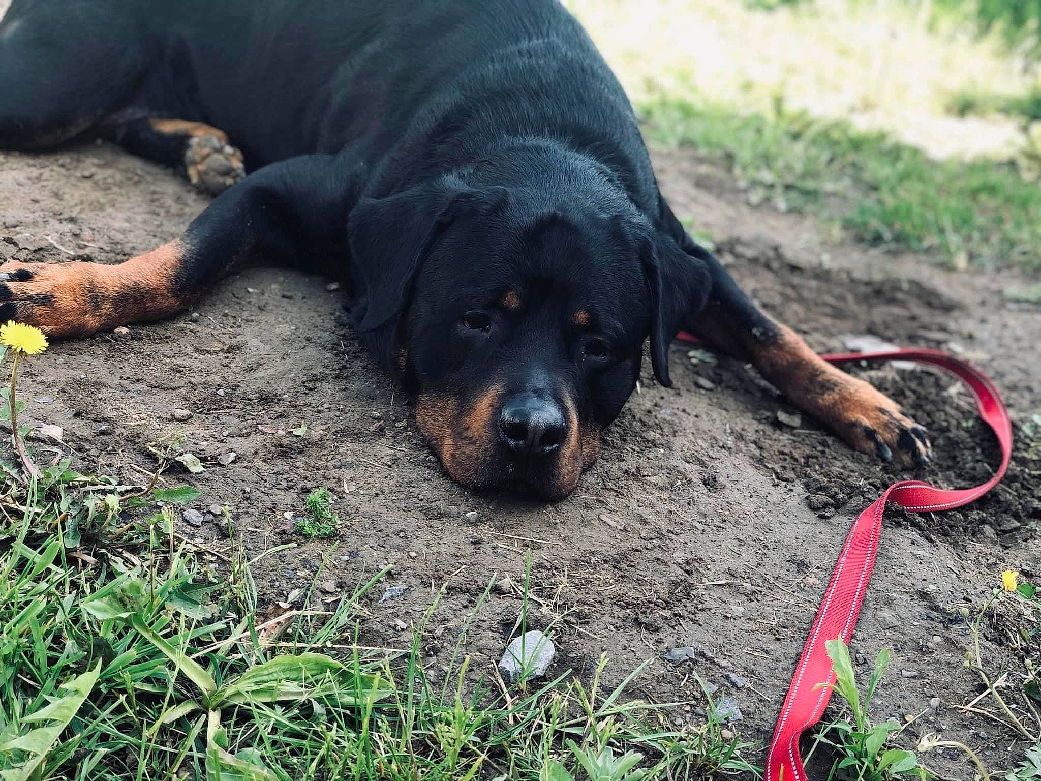 Dexter is registered to the contest to win money with this photo: carnivore, collar, companion_dog, dog, dog_breed, grass, guard_dog, hunting_dog, plant, soil, sporting_group, tail, terrestrial_animal, working_animal, working_dog