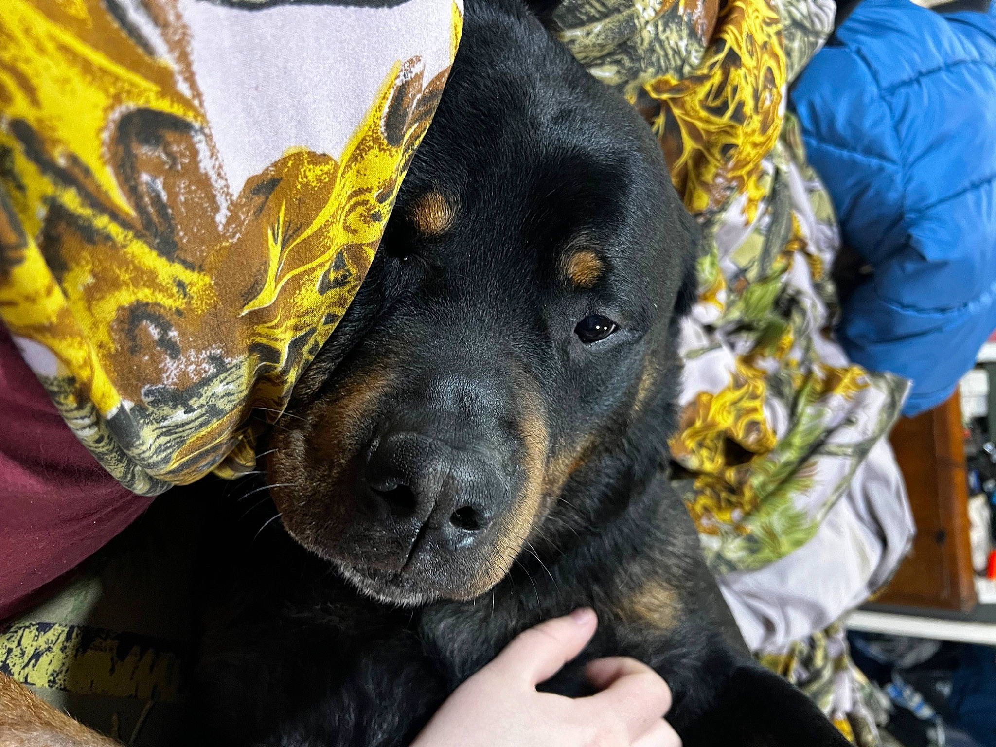 Dexter is registered to the contest to win money with this photo: carnivore, companion_dog, costume, dog, dog_breed, event, fashion_accessory, fur, guard_dog, hat, human_leg, mask, pattern, personal_protective_equipment, selfie, sporting_group, tradition, whiskers, working_animal, yellow