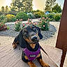 dog, dachshund, pet, purple_harness, garden, flowers, roses, greenery, sunset, outdoor, leash, curious, closeup, animal, nature, pathway, shrubs, tree, brown_paws, black_fur