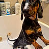 dog, dachshund, bath, bathtub, wet, pet, animal, indoor, bathroom, shiny_fur, looking_up, small_dog, black_and_tan, expressive_eyes, water_drops, cleaning, cute, standing, paw, snout