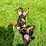 dog, puppy, dachshund, grass, outdoor, sunlight, playful, pet, animal, black_and_tan, ears, collar, lying_down, summer, nature, shadow, canine, happy, cute, relaxed