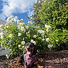dog, dachshund, purple_harness, flower_bush, white_roses, greenery, mulch, outdoor, sunny, blue_sky, clouds, pet, nature, smiling, tongue_out, garden, plants, happy, canine, animal