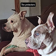 Bella joined the competition — help win amazing prizes! dogs, canine, pets, animal, two_dogs, couch, indoor, portrait, close_up, white_dog, blue_eyed_dog, short_hair, floppy_ears, upright_ears, alert, protective, sitting, home, furniture, text_overlay