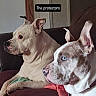 dogs, canine, pets, animal, two_dogs, couch, indoor, portrait, close_up, white_dog, blue_eyed_dog, short_hair, floppy_ears, upright_ears, alert, protective, sitting, home, furniture, text_overlay