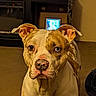 Bella joined the competition — help win amazing prizes! dog, pet, portrait, sitting, indoors, living_room, furniture, television, brown_and_white, short_hair, floppy_ears, blue_eyes, pink_nose, canine, close_up, centered, serious_expression, home, carpet, photography